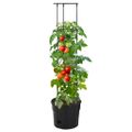 vidaXL Kvetináč na paradajky antracitový Ø29,5x115 cm polypropylén