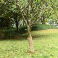 vidaXL Valec z juty 2 ks 0,5x50 m 100 % juta 200 gsm