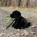 Plyšový pes labrador čierny 25 cm ECO-FRIENDLY