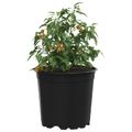 vidaXL Kulatý kvetináč 200 ks Čierna Ø 15 x 13 cm Plast