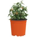 vidaXL Kulatý kvetináč 200 ks Tehlová Ø 15 x 13 cm Plast