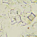 Biologický mikroskop MAGUS Bio 290T