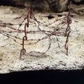 AK Interactive: Terrains - Dry Ground