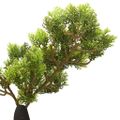 vidaXL Umelý bonsaj, cyprus s kvetináčom 60 cm, zelený
