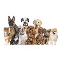 TESLA PetCare Station TQ500 Pro - sada pro péči o srst domácích mazlíčků