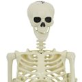 vidaXL Halloween Dekorácia Kostra 2 ks Biela 155 x 38.5 cm