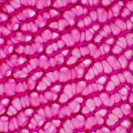 Biologický mikroskop MAGUS Bio 230BL