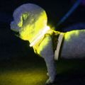 Svietiaci obojok pre psov LED Purlov 24200, regulovateľný, nabíjací USB-C Svíticí obojek pro psy LED Purlov 24200, regulovatelný, nabíjecí USB-C