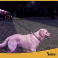 Vodič pre psa samonavijací 5 m Purlov 25965