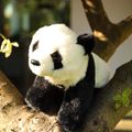 Plyšová panda 23 cm ECO-FRIENDLY SOFT
