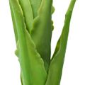 vidaXL Umelý banánovník s kvetináčom 160 cm zelený