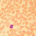 Biologický mikroskop MAGUS Bio 230B