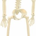 vidaXL Halloween kostra 2 ks Biela 85 cm PVC