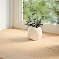 vidaXL Okenný parapet 2 ks 100x30x2 cm neošetrený dubový masív
