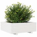 vidaXL Záhradný kvetináč biely 70x70x26,5 cm masívna borovica