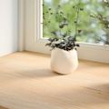vidaXL Okenný parapet 2 ks 100x15x2 cm neošetrený dubový masív