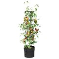 vidaXL Pestovateľ paradajok Čierna Ø 32 x 127 cm PP
