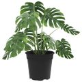 vidaXL Kulatý kvetináč 6 ks Čierna Ø 17 x 14 cm Plast