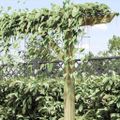 vidaXL Záhradná pergola 410x40x203 cm, drevo