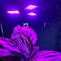 Lampa pro růst rostlin Gardlov 20440, 108LED, E27 Lampa pre rast rastlín Gardlov 20440, 108LED, E27