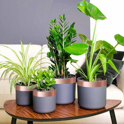 vidaXL Medená páska na ochranu proti slimákom 6 pcs Medená Medená