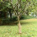 vidaXL Jutová rolka 0,5 x 5 m 100 % juta 200 g/m²