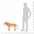 vidaXL Stojaci plyšový hračkársky labrador, svetlohnedý XXL