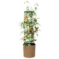 vidaXL Pestovateľ paradajok Naturo ECO Ø 29 x 106 cm WPC