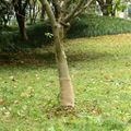 vidaXL Valec z juty 0,25x10 m 100 % juta 200 gsm