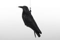 Havran plastová 3D maketa na plašenie vtákov RAVEN ISO 0783, 40cm Havran plastová 3D maketa na plašenie vtákov RAVEN ISO 0783, 40cm