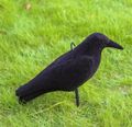 Havran plastová 3D maketa na plašenie vtákov RAVEN ISO 0783, 40cm Havran plastová 3D maketa na plašenie vtákov RAVEN ISO 0783, 40cm