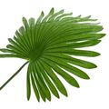 vidaXL Umelá palma fan Zelená 75 x 25 x 180 cm Látka a bambus