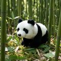 Plyšová panda 22 cm ECO-FRIENDLY