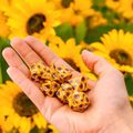 Sada kociek: Full Art Dice Set - Sunflower