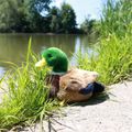 Plyšová kačica divá 22 cm ECO-FRIENDLY