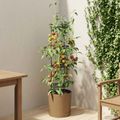 vidaXL Pestovateľ paradajok Naturo ECO Ø 29 x 106 cm WPC