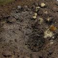 AK Interactive: Terrains - Muddy Ground