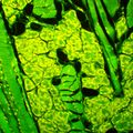 Fluorescenčný mikroskop MAGUS Lum 450L