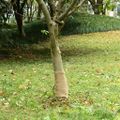 vidaXL Valec z juty 0,25x50 m 100 % juta 200 gsm