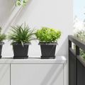 vidaXL Štvorcový črepník na kvety 6 ks Čierna 20 x 20 x 16 cm Plast