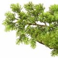 vidaXL Umelý bonsaj, cyprus s kvetináčom 60 cm, zelený