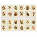vidaXL Romdivider Panel Biela 212 x 165 cm MDF