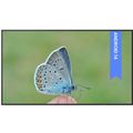BENQ ST5504, LED Panel 55" 4K UHD