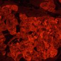 Fluorescenčný inverzný mikroskop MAGUS Lum V500L