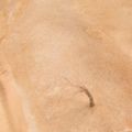 AK Interactive: Terrains - Sandy Desert