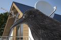 Havran plastová 3D maketa na plašenie vtákov RAVEN ISO 0783, 40cm Havran plastová 3D maketa na plašenie vtákov RAVEN ISO 0783, 40cm