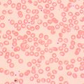 Biologický mikroskop MAGUS Bio 250BL