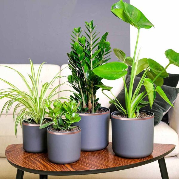 vidaXL Medená páska na ochranu proti slimákom Medená 10 mm x 20 m