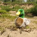 Plyšová kačica divá 20 cm ECO-FRIENDLY