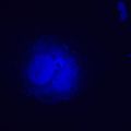 Fluorescenčný inverzný digitálny mikroskop MAGUS Lum VD500L